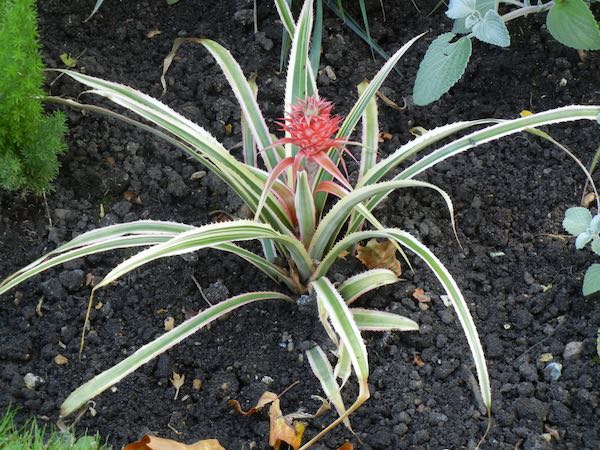 Ananas comosus var. variegatus, Bromeliaceae