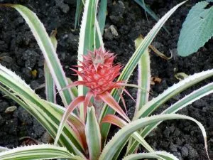 Ananas comosus var. variegatus | Online Flower Garden