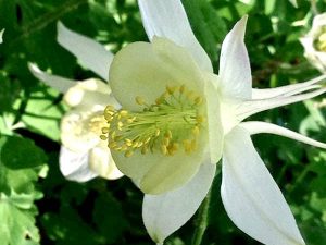 Aquilegia vulgaris 'Mellow Yellow'