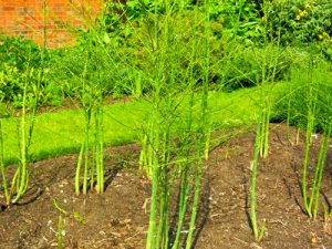 Asparagus, Gijnlim