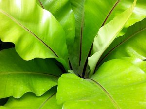 Asplenium nidus or Bird's Nest Fern