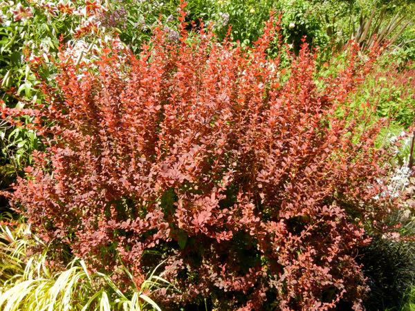 Berberis thunbergii