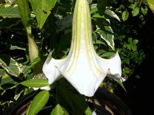 Angel's Trumpet, Snowy Angel's Trumpet, Angel's Tears, Brugmansia suaveolens White, Datura suaveolens, Brazil's White Angel Trumpet, Huanduc, Tsuaak, Tompeta del jucio, Wahashupa, Peji, Ishauna | Online Flower Garden