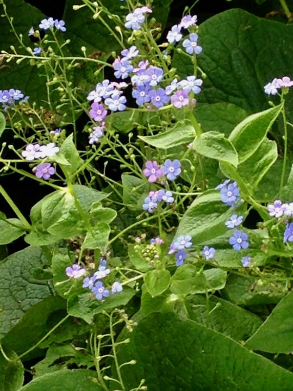 brunnera-macrophylla-4080 | Online Flower Garden brunnera-macrophylla