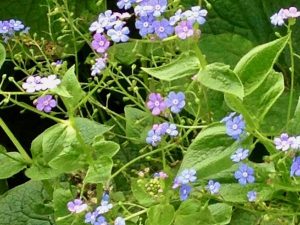 brunnera-macrophylla-40801 | Online Flower Garden brunnera-macrophylla | Online Flower Garden