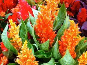Celosia argentea 'Plumosa' | Online Flower Garden