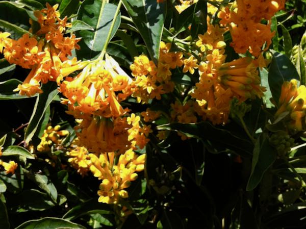 Cestrum aurantiacum, Solanaceae