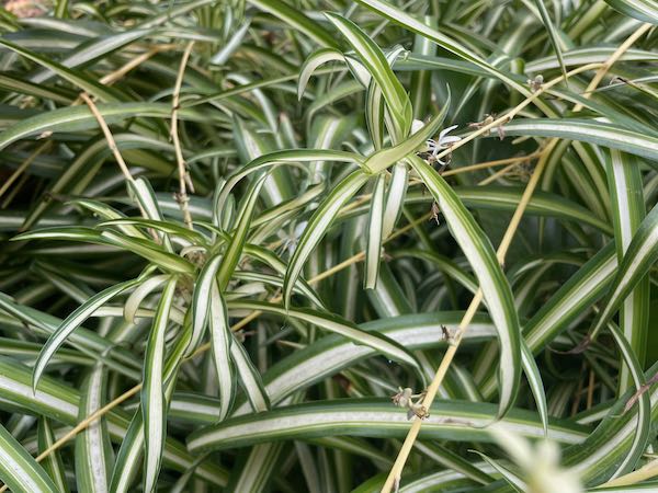 chlorophytum-comosum-5798 | Online Flower Garden Chlorophytum comosum