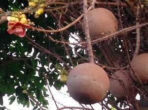 Couroupita guianensis | Online Flower Garden