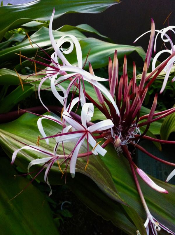 crinum-asiaticum-1103 | Online Flower Garden Crinum asiaticum | Online Flower Garden
