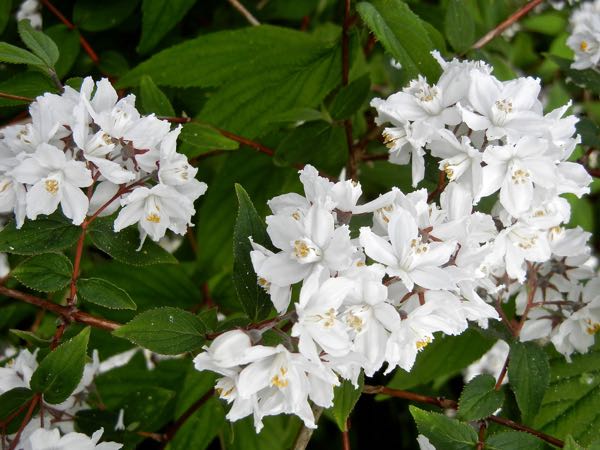 Deutzia gracilis