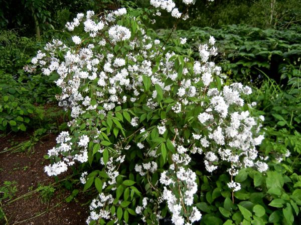 Deutzia gracilis