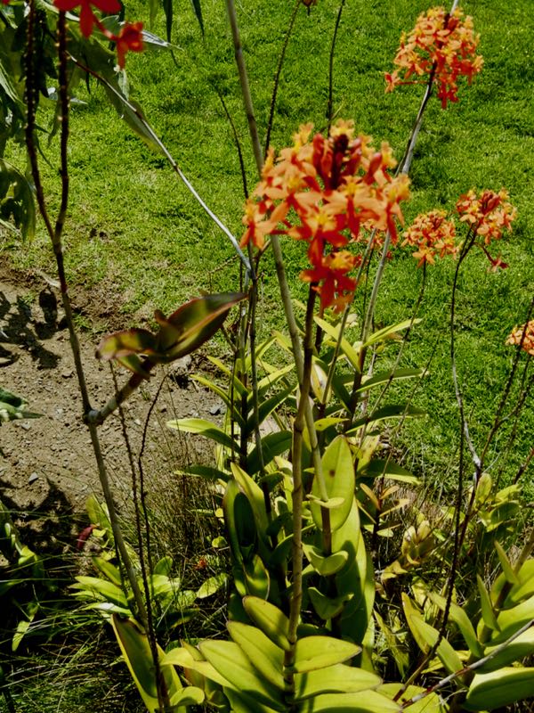 Vær stille ubetinget søvn Epidendrum ibaguense Orange Ballerina | Online Flower Garden