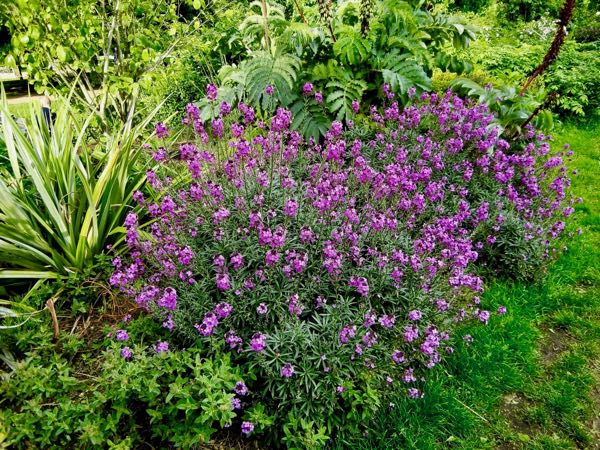 erysimum-bowles-mauve-8177 | Online Flower Garden Erysimum 'Bowles's Mauve'
