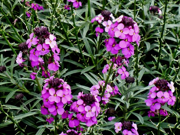 erysimum-bowles-mauve-8178 | Online Flower Garden Erysimum 'Bowles's Mauve'