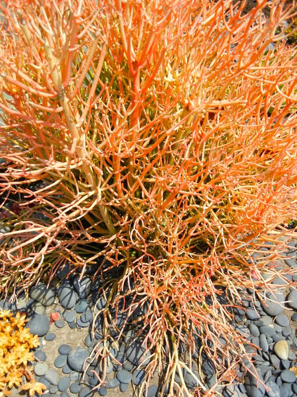 Euphorbia tirucalli 'Stick on Fire'