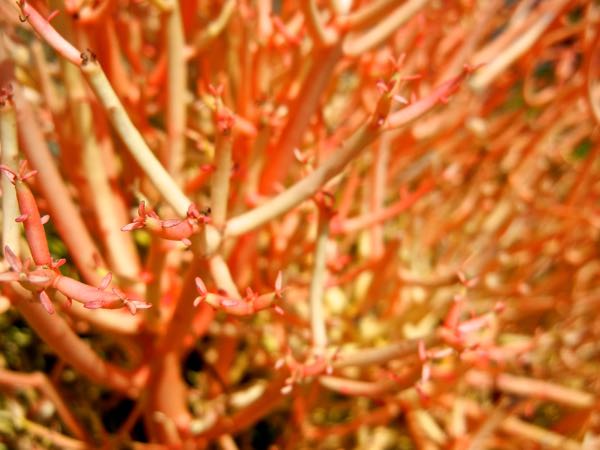 Euphorbia tirucalli 'Stick on Fire'