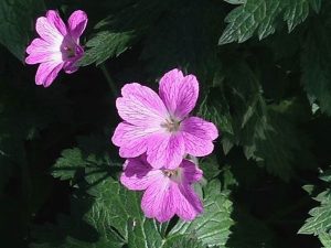 Geranium endressii | Online Flower Garden