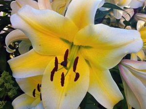 giant lilium