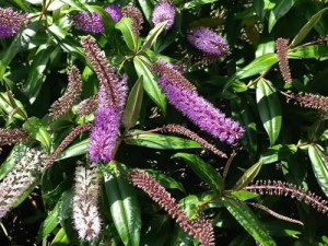 hebe | Online Flower Garden Hebe | Online Flower Garden