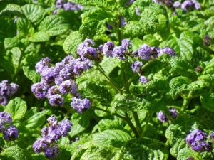 Heliotropium arborescens