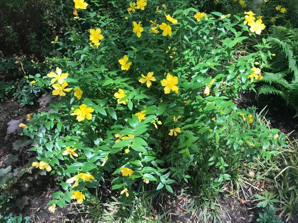 hypericum-calycinum-7890 | Online Flower Garden Hypericum calycinum