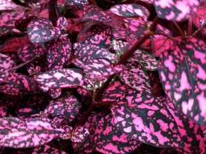 Hypoestes Phyllostachya | Online Flower Garden