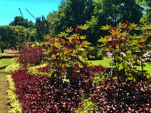 Ricinus communis - Castor Oil | Online Flower Garden Ricinus communis - Castor Oil