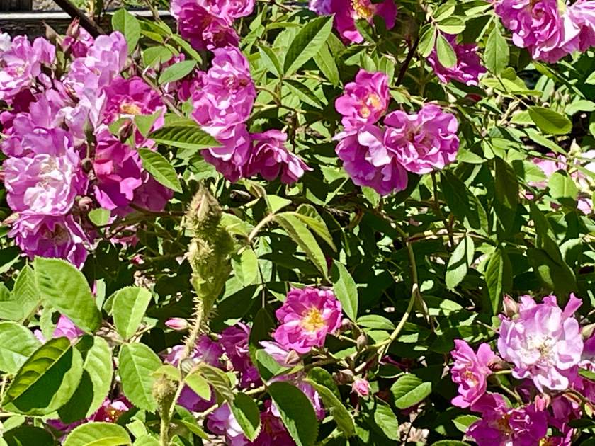 rosa-james-mitchell | Online Flower Garden Rosa 'James Mitchell' Moss