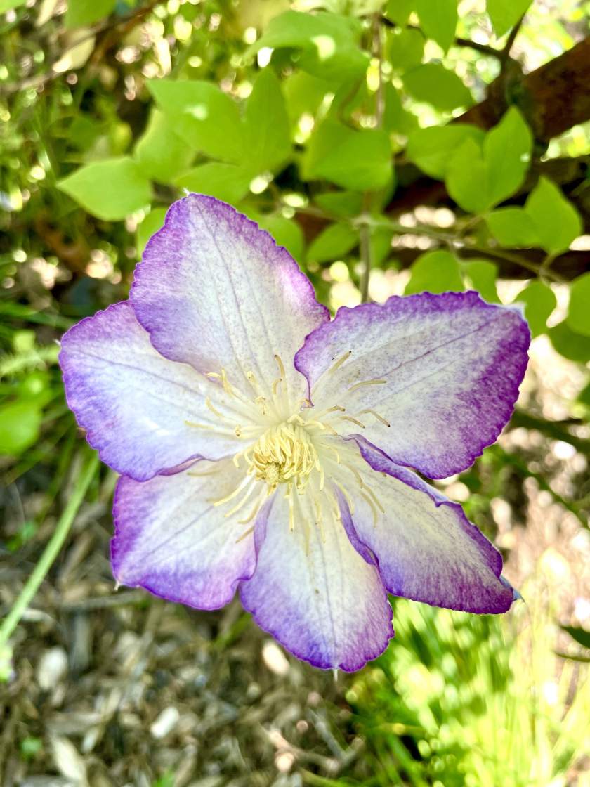 Clematis 'Lucky Charm' | Online Flower Garden