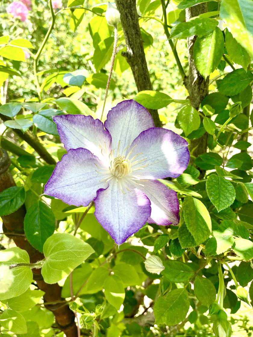 climatic-lucky-charm | Online Flower Garden Clematis 'Lucky Charm'