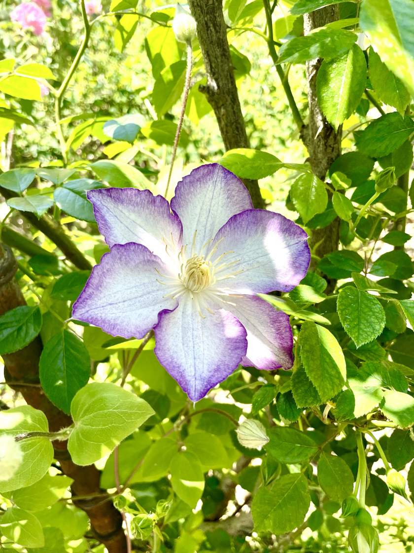 Clematis 'Lucky Charm'