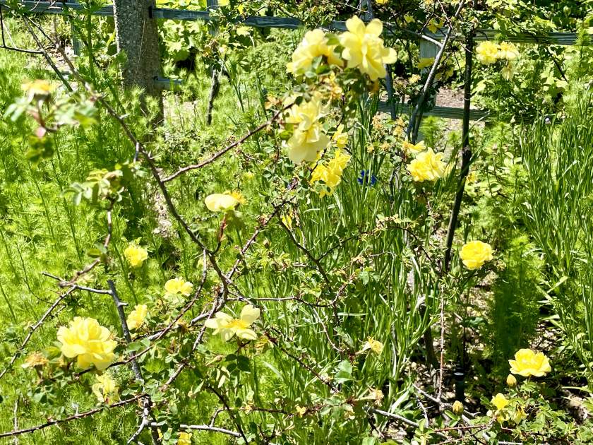 Rosa-Harisons-Yellow | Online Flower Garden Rosa 'Harison's Yellow'