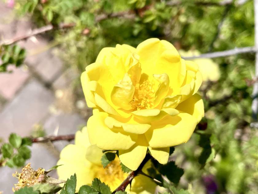 Rosa 'Harison's Yellow'