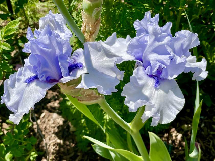 Iris 'Blue Trill'
