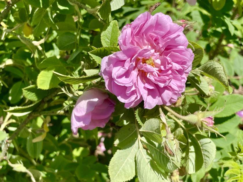 Rosa-Zwerg | Online Flower Garden Rosa 'Zwerg'