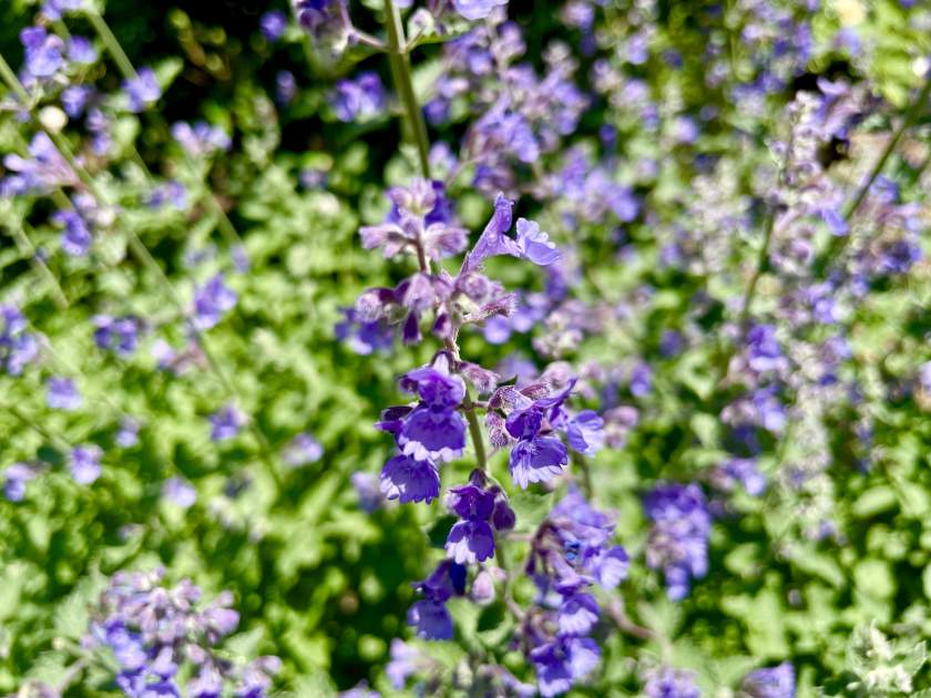 Nepeta racemosa 'Walker's Low' Online Flower Garden