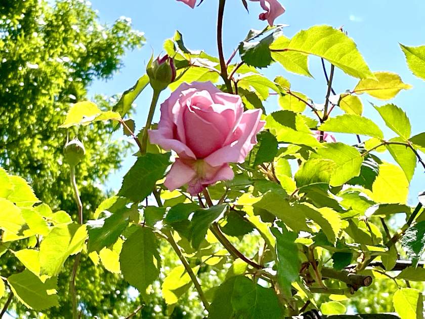 Rosa 'Belinda's Dream' | Online Flower Garden