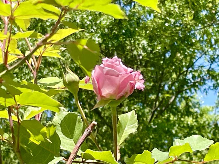 Rosa 'Belinda's Dream'