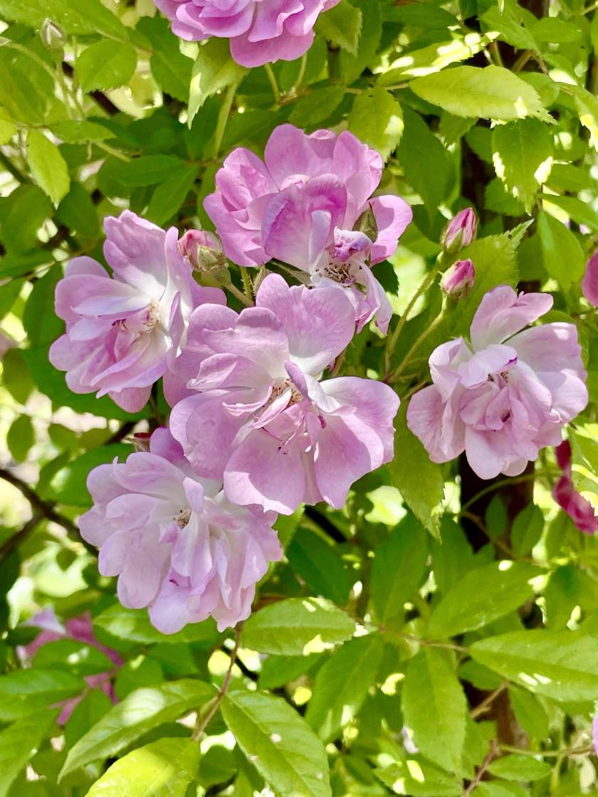 Rosa 'Dawson' | Online Flower Garden