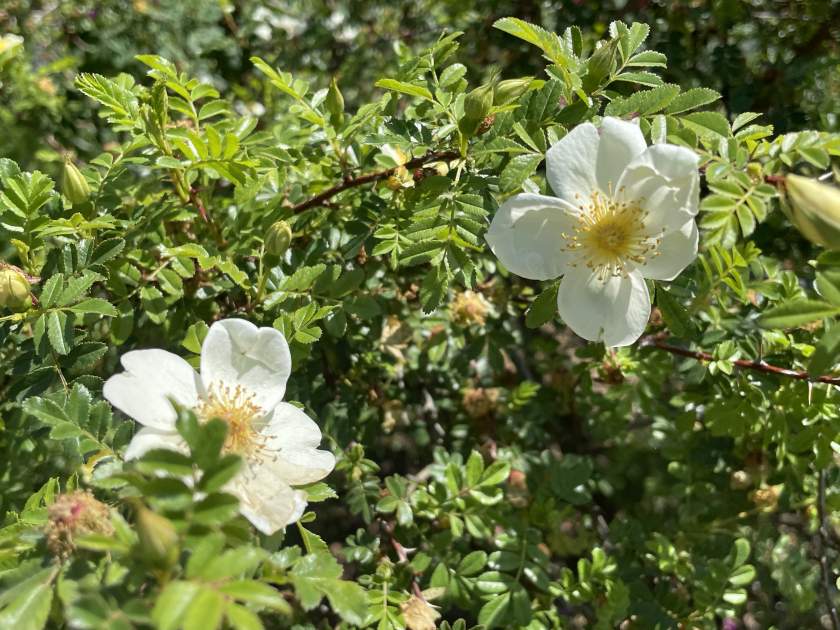 Rosa Primula or Incense Rose
