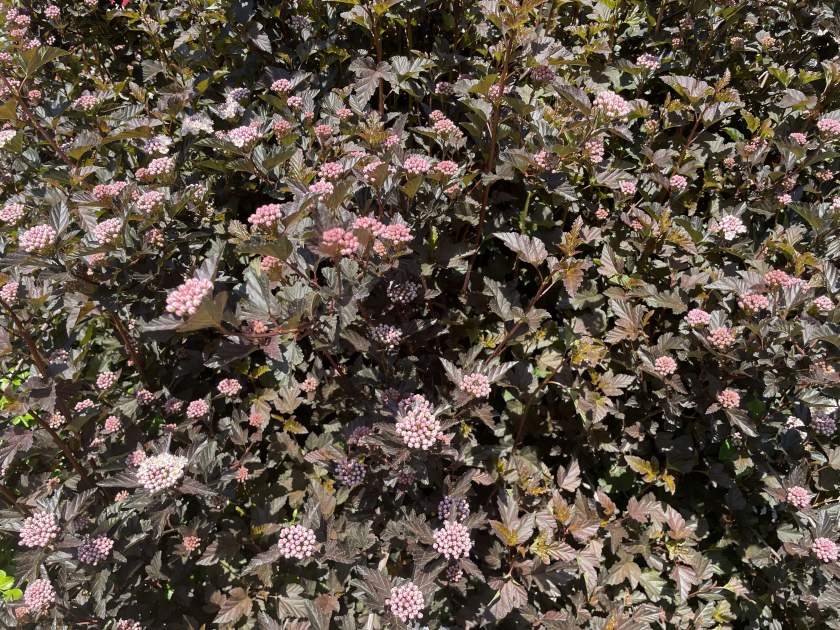 Physocarpus-opulifolius | Online Flower Garden Physocarpus opulifolius 'POIPD2'