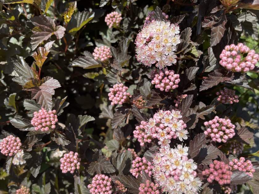 Physocarpus-opulifolius | Online Flower Garden Physocarpus opulifolius 'POIPD2'