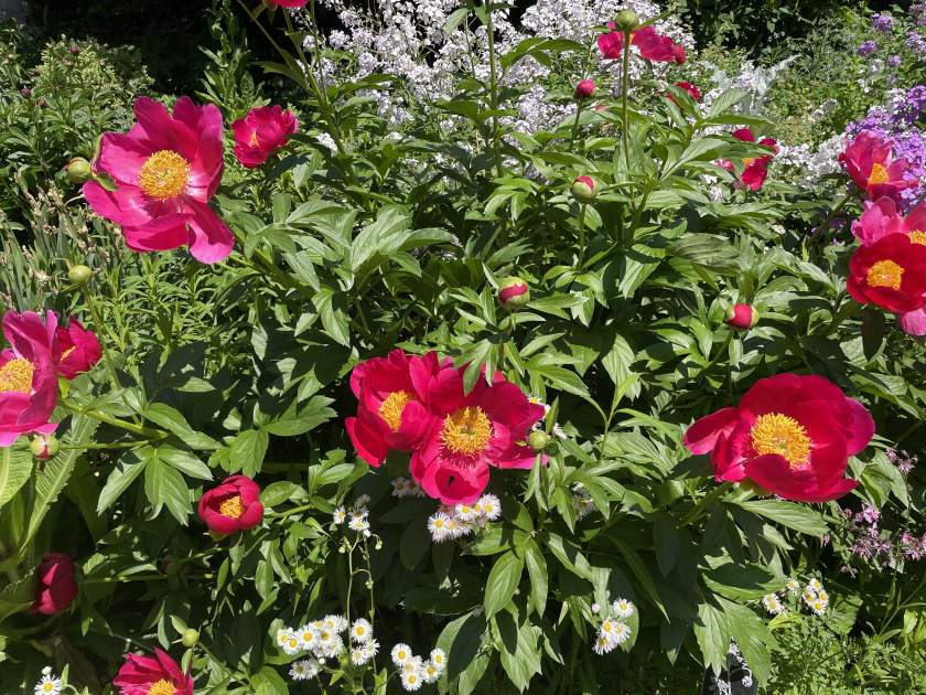 Peregrine-Peony | Online Flower Garden Peregrine Peony