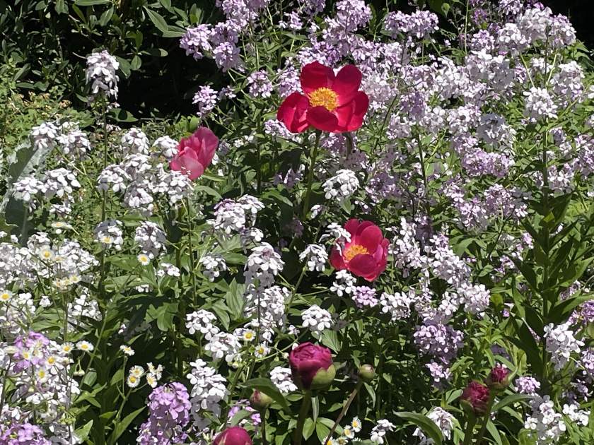 Paeonia-peregrina | Online Flower Garden Paeonia peregrina