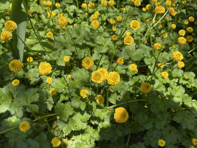 Ranunculus repens var. pleniflorus