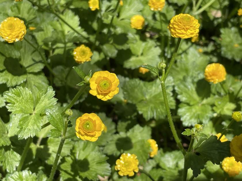 Ranunculus repens var. pleniflorus | Online Flower Garden