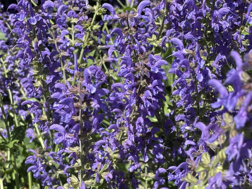 Salvia 'Rhapsody in Blue'