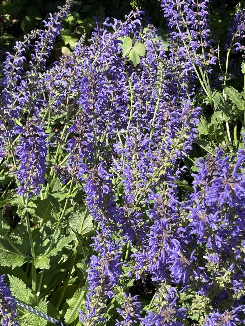 Salvia 'Rhapsody in Blue'