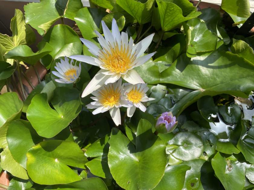 Nymphaea-Daubenyana | Online Flower Garden Nymphaea 'Daubenyana'